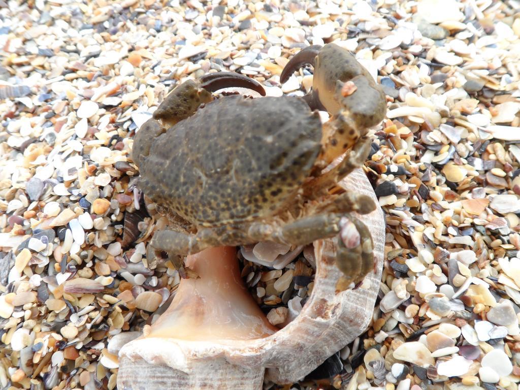 Vilele Brise De Mer Două Mai Eksteriør billede